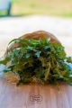 CICORIA DI CAMPO BIO