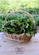 Insalata canasta bio prodotta da azienda agricola orto di fabiana, consegna a domicilio roma e dintorni, area nord
