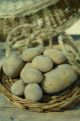 PATATE GIALLE km0