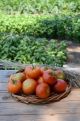 POMODORI TONDI DA INSALATA BIO