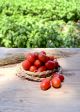 POMODORO DATTERINO ROSSO BIO disponibilità limitata