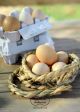 Uova biologiche da galline allevate a terra senza antibiotici