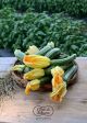ZUCCHINE ROMANESCHE BIO 